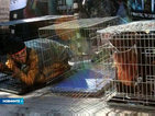 Протест на защитници на животните – затвориха се в клетки