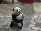 Малка панда си играе с оператор (ВИДЕО)