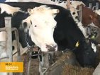 Животновъди и млекопроизводители излизат на протест