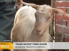 "Пълен абсурд": За козите, бълхите и хората