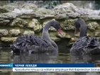 Черни лебеди - най-новата атракция в зоопарка във Варна (ВИДЕО)