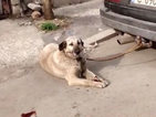 Прокуратурата проверява случая с кучето, влачено с кола