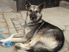 Пречи ли Община Видин на активисти да се грижат за бездомните кучета?