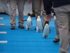 Походът на пингвините (ВИДЕО)