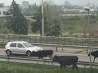 Крави блокираха пътя за летището в София