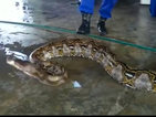 Хванаха змия, дълга почти 8 метра