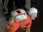 Руснаци облякоха кучетата си като космонавти (ВИДЕО)