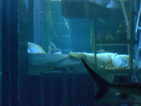 Спалня сред акулите (ВИДЕО)