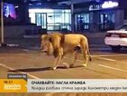 Лъв по улиците на Йоханесбург (ВИДЕО)