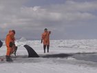 В Русия спасиха три косатки, заклещени в леда (ВИДЕО)