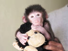 Бебе-павиан гушка играчка, след като майка му го отхвърли (ВИДЕО)