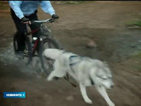 Bikejoring: Вълнуващ и непредсказуем спорт за кучета и велосипедисти