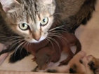 Котка осинови две новородени катерички (ВИДЕО)