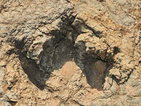 Откриха отпечатък от динозавър на 230 млн. години