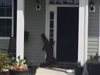 Алигатор "звъни" на врата на американско семейство (ВИДЕО)