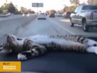 Обичат ли котките да се возят в кола? (ВИДЕО)