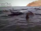 24 кита загинаха край мексиканския бряг (ВИДЕО)