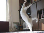 Тази котка мисли, че е балерина (СНИМКИ)