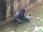 Вълна от възмущение заради убитата в зоопарк горила