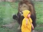 Ужасяващ момент: Лъв се спуска към дете, блъска се в стъкло (ВИДЕО)