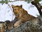 Леопард избяга от зоопарка в Солт Лейк Сити в САЩ