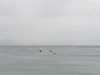 Акула се появи близо до плажа в Рио (ВИДЕО)