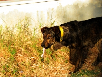 Кучета в столичния квартал "Манастирски ливади - Запад"
