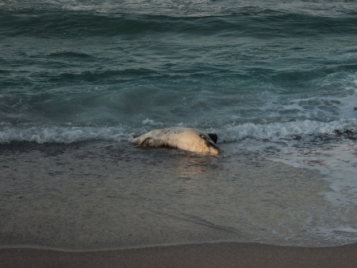 Мъртъв делфин плаж Корал