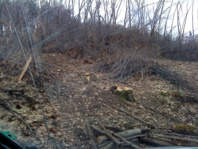 Безпрецедентна сеч около село Куманите