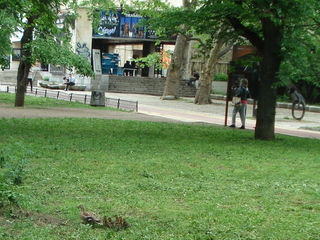 Патка с патенца в парка