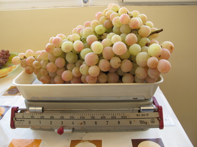 Още една снимка за големите чепки грозде