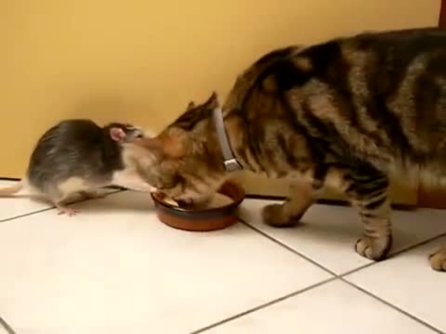 Още едно готино видео с мишка