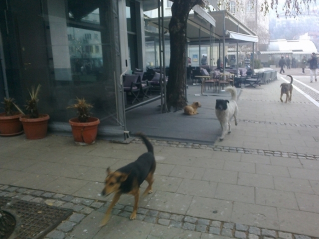 Бездомните кучета в Благоевград