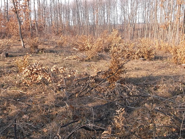 Незаконна сеч в големи размери 6