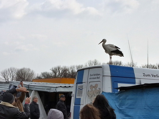 Щъркел в Димитровград