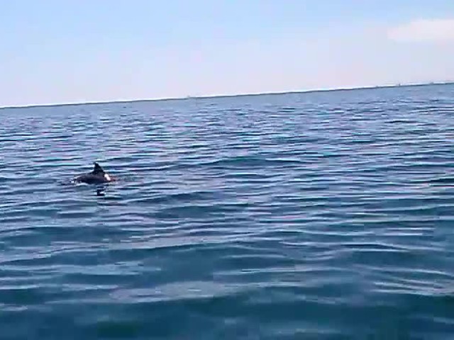 Делфини във Варненското крайбрежие