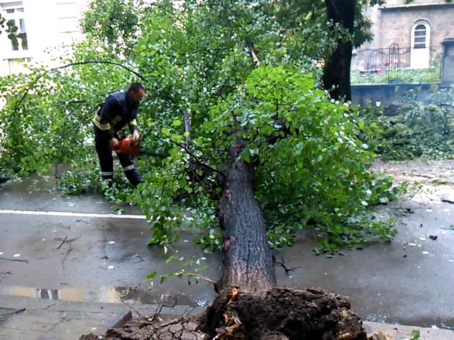 Паднало дърво 2