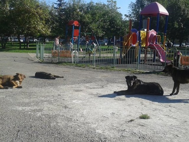 Детска площадка за кучета!