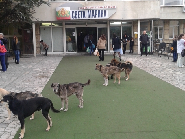 Глутница "пациенти"