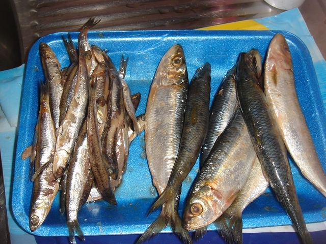 Риба - измама