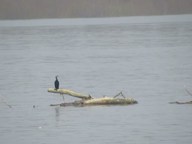 Начин за предвижване на пеликаните по Дунав