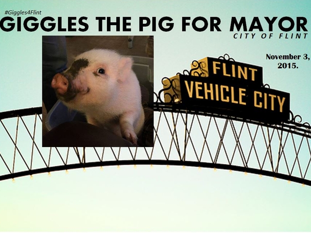 Снимка: Facebook/Giggles the Pig for Flint Mayor