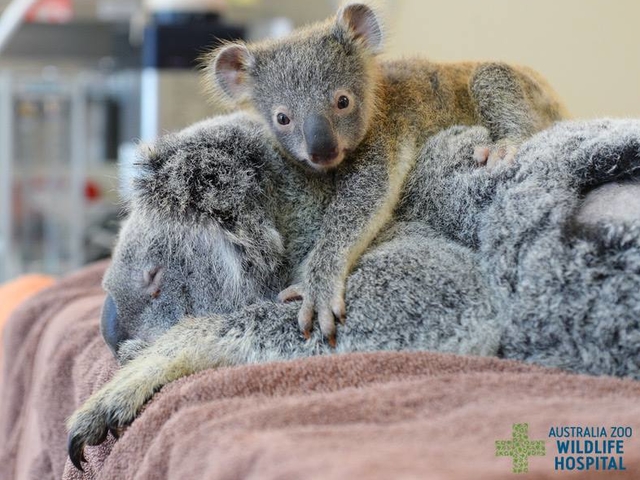 Снимка: Facebook/Australia Zoo Wildlife Hospital