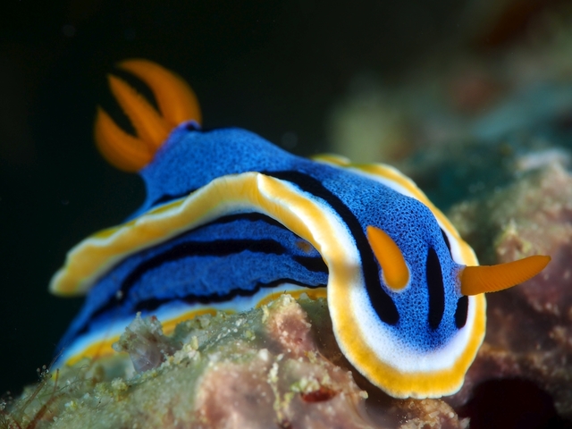 Nudibranch. Снимка: Shutterstock