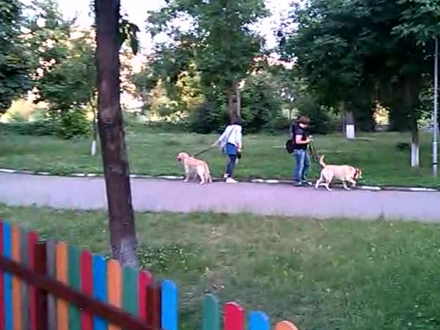 Асеновград - централен парк или парк за кучета