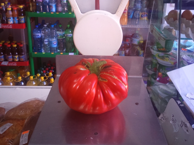 Рекорден домат