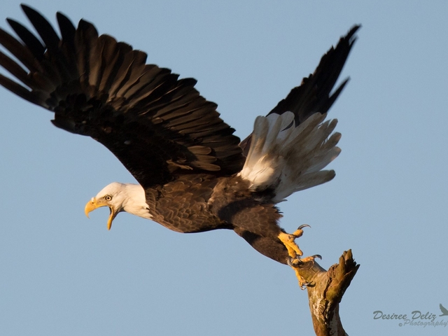 Снимка: Facebook, Southwest Florida Eagle Cam