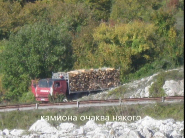 Гора зашуми, вятър повее - сеч в "Сините камъни"