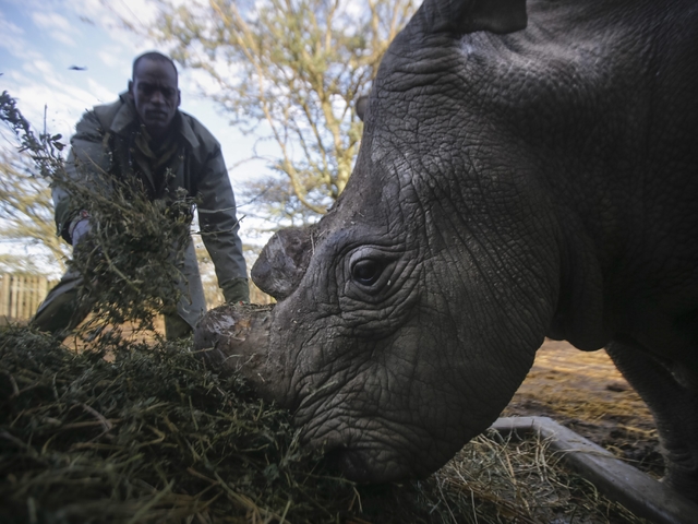 Единственият мъжки бял носорог. Снимка: ЕПА/БГНЕС