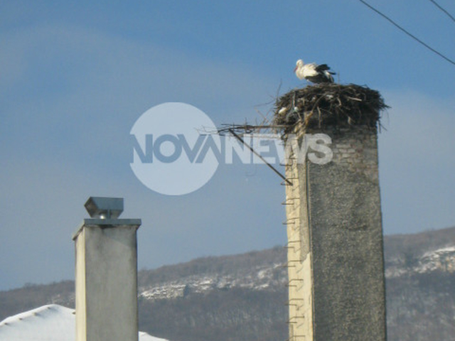 Щъркел в шуменския квартал "Дивдядово"